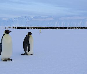 Many Emperor Penguins