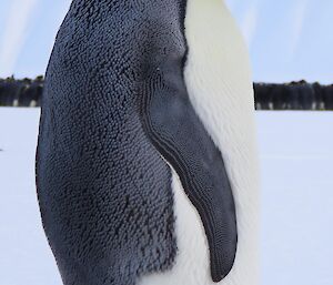 Close-up of Emperor penguin