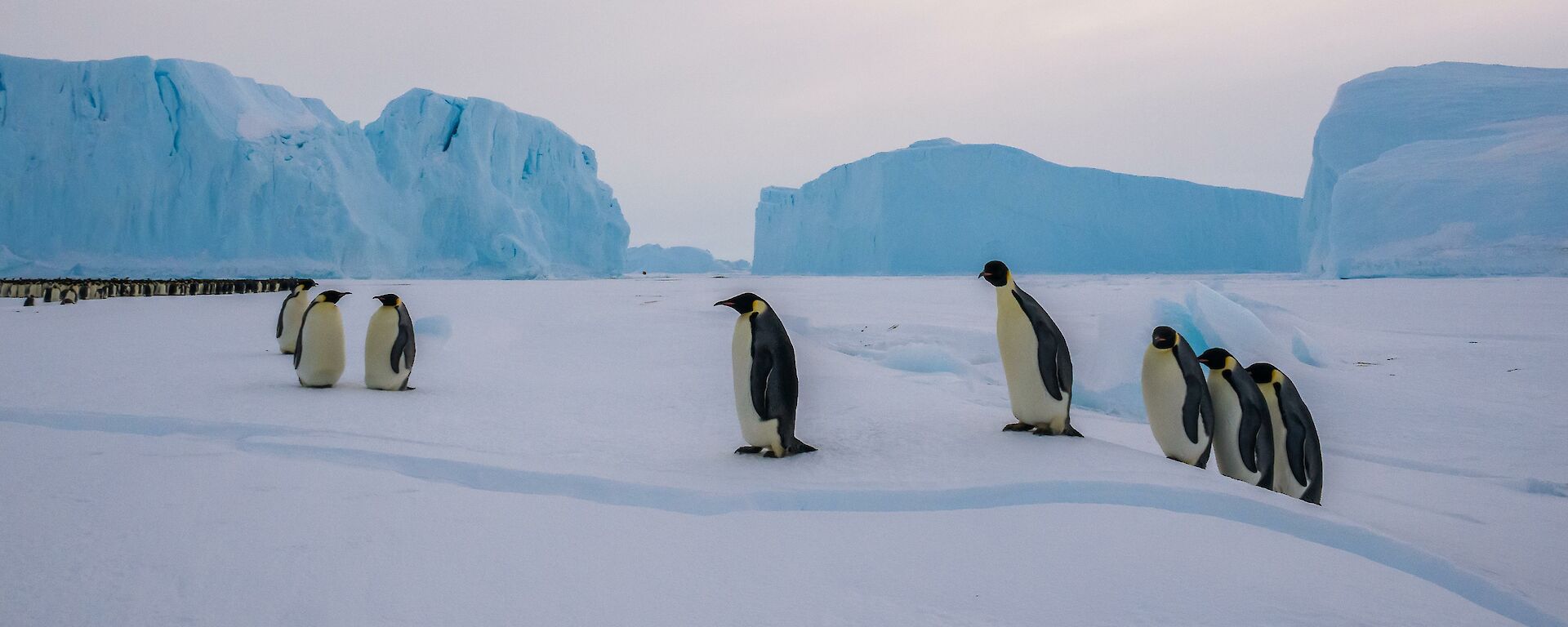 Follow the leader