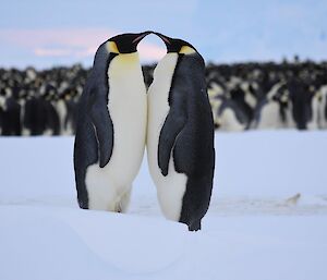 2 penguins beak to beak