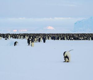 A penguin in foreground scratching its head