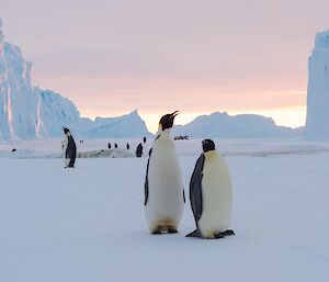 2 penguins in front of a sun coloured ice landscape