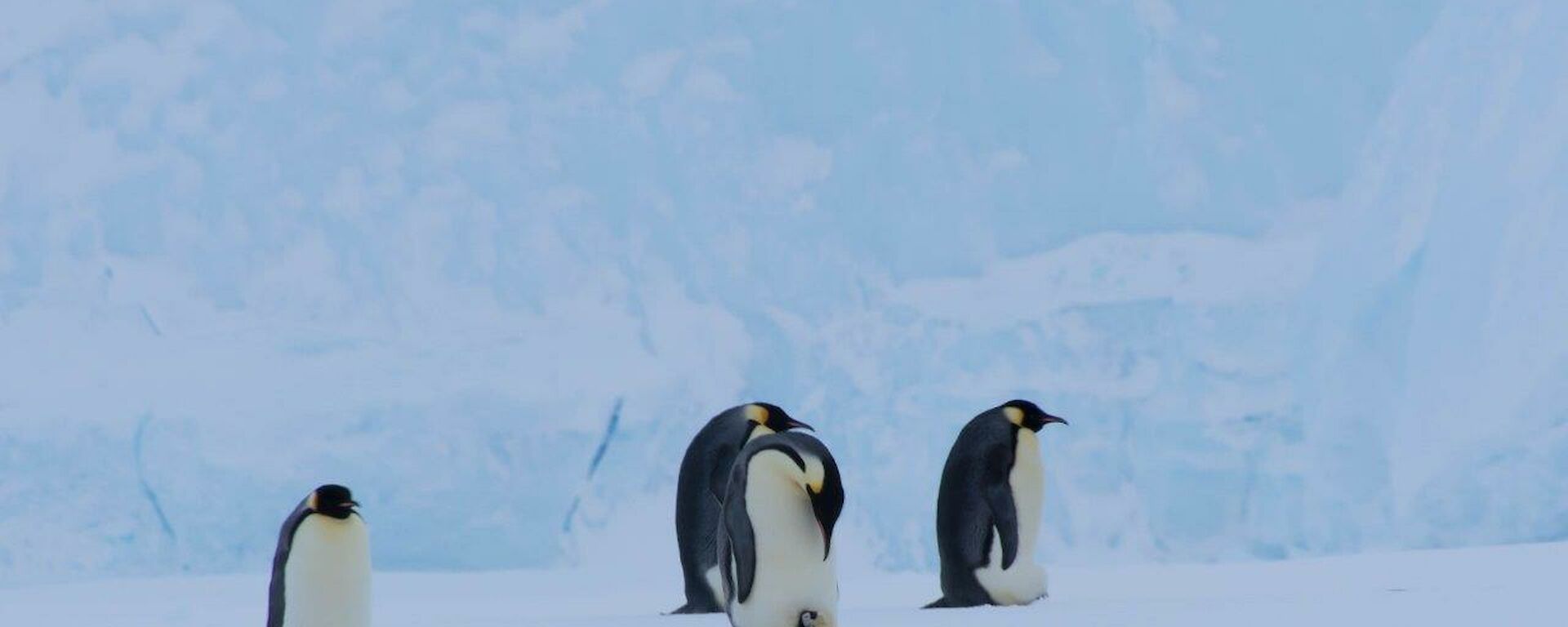An Emperor parent and chick