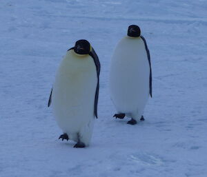 2 penguins marching in perfect sync