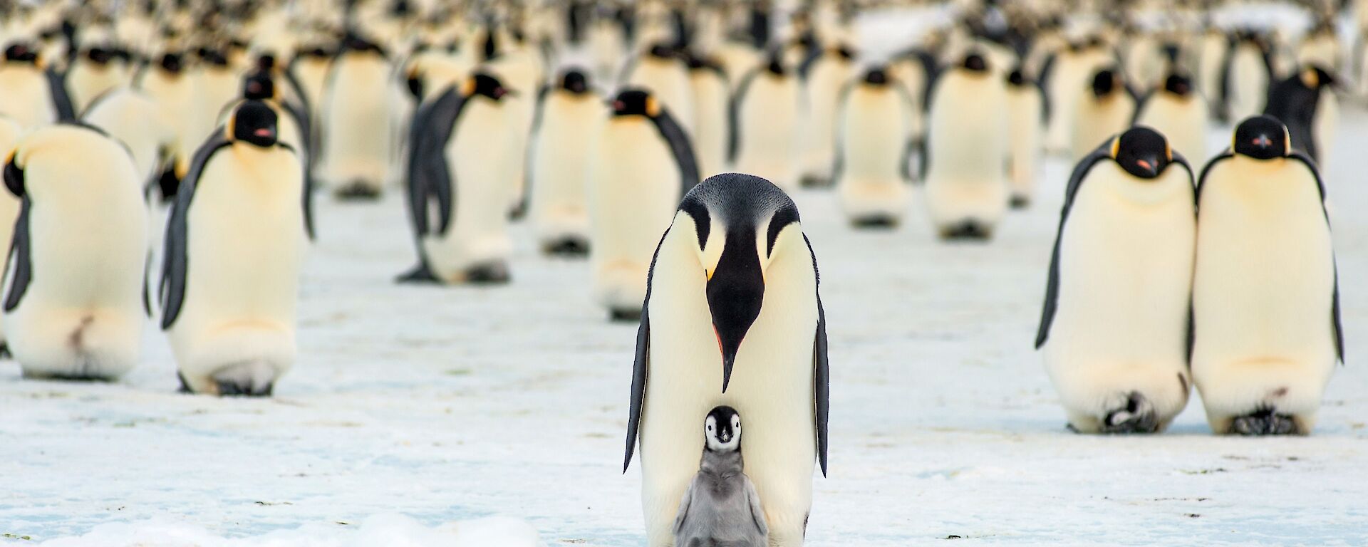 Parent and chick in front of a group of penguins