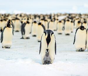Parent and chick in front of a group of penguins