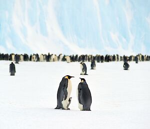 2 Penguins with a chick in front of the group