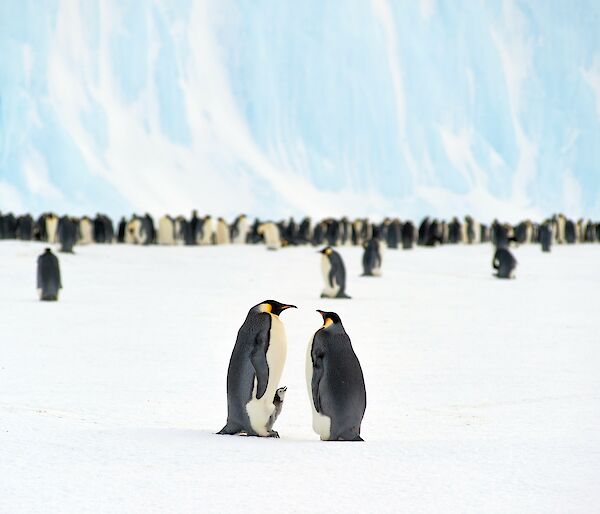 2 Penguins with a chick in front of the group