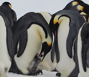 Parent penguin getting ready to feed chick