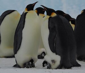Parent penguins with chicks on their feet