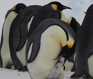 Parent penguin feeding chick