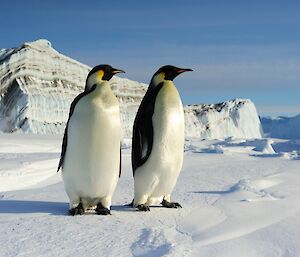 2 penguins in front of a striated iceberg