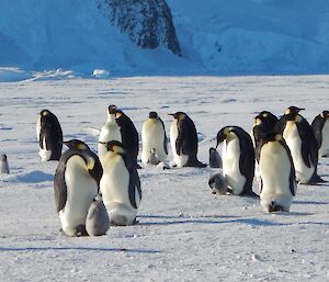Emperor penguins with their chicks