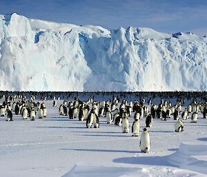 Emperor penguins in front of icebergs