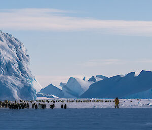 The colony at Auster Rookery surrounded by icebergs