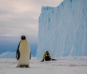 Man and penguin at Auster Rookery