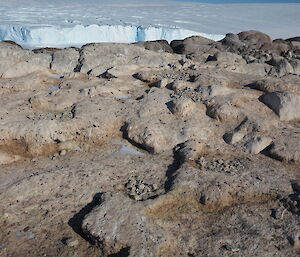 Adelie nests from last season awaiting new occupants