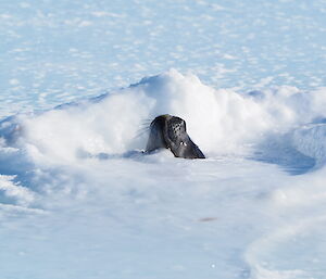 A Weddell seal comes up for air