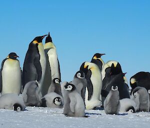 Emperor penguins and chicks in the sun