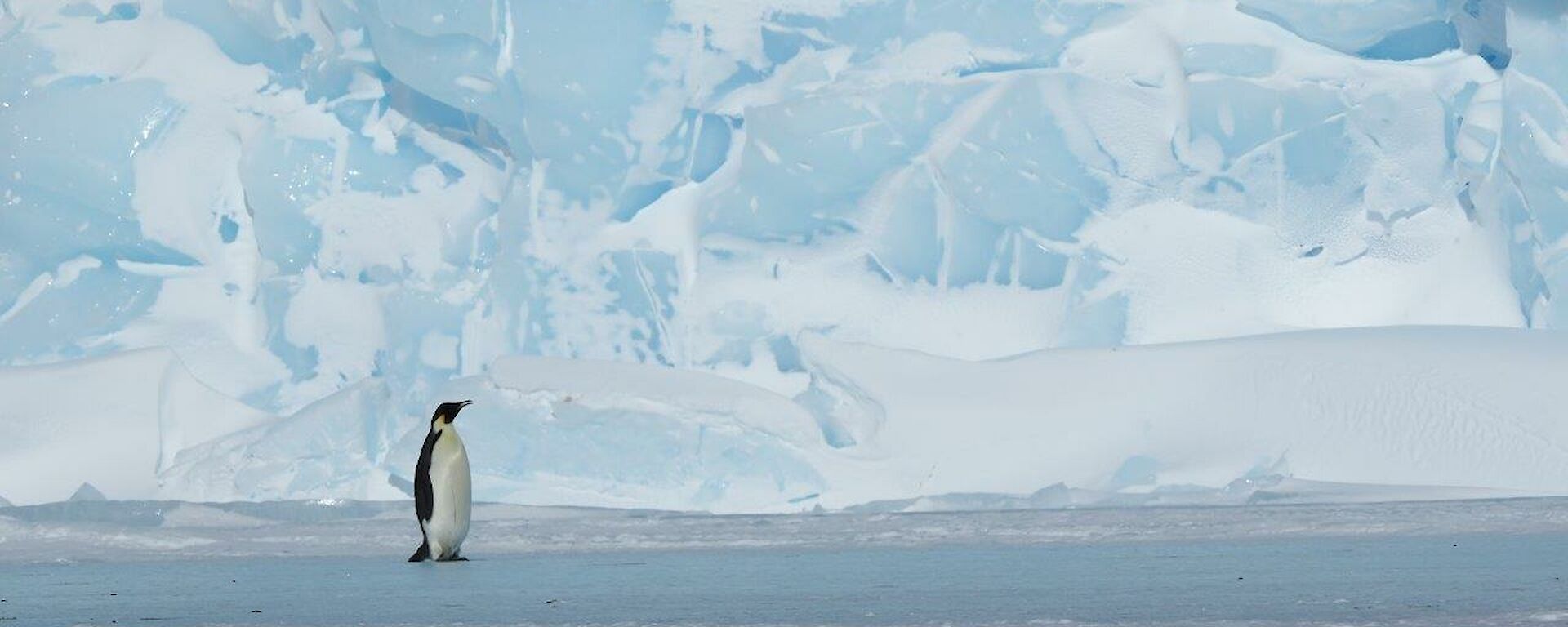 Penguin in front of an iceberg