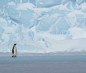 Penguin in front of an iceberg