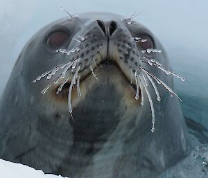 Weddell seal pokes his head out of a seal hole near Macey Island