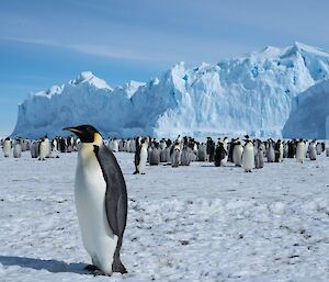 One adult bird in front of the group poses for a photo