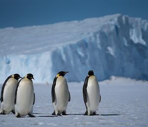 Adult Emperor penguins with their iceberg backdrop
