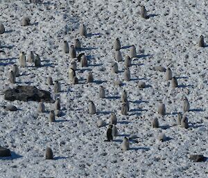 Emperor Penguin chicks at the Rookery