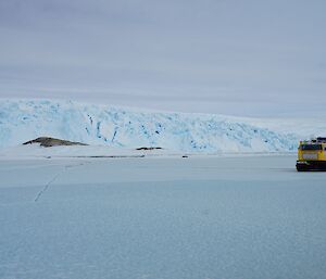 Yellow Hagg on the sea ice