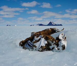 Mummified seal remains