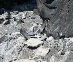 A Cape Petrel nest on the slopes in the Rookery Islands