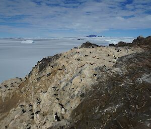 A view of the penguins on one of the islands