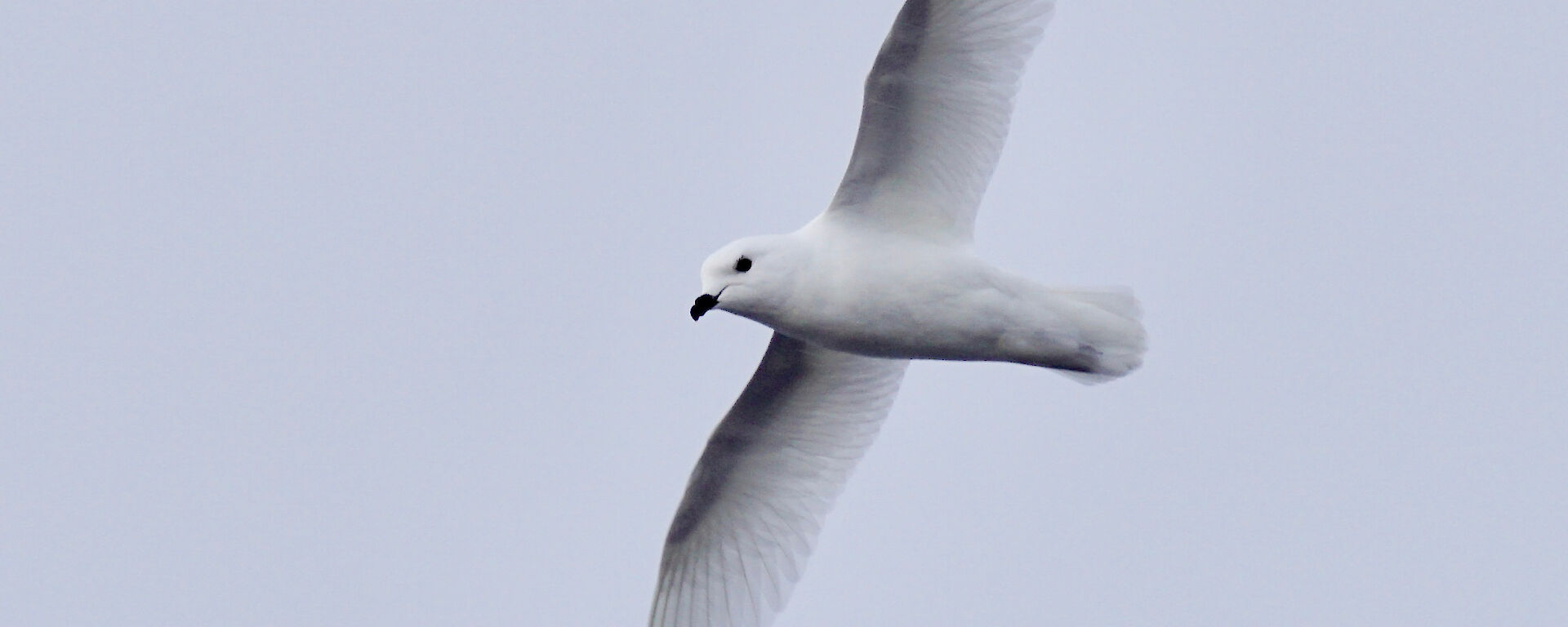 A snow petrel in flight