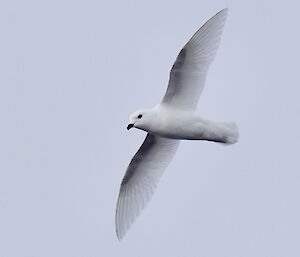 A snow petrel in flight