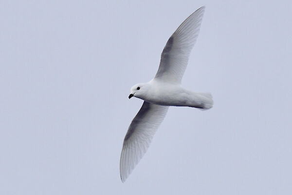 A snow petrel in flight