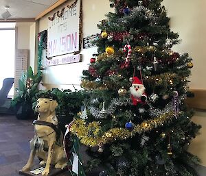 Stay with the Christmas Tree at Mawson Station