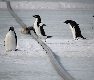 Adélie penguins jumping the fuel line at Davis.