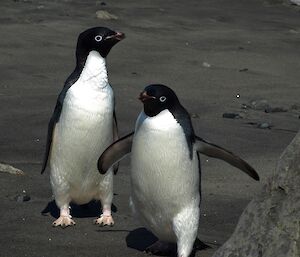 Two Adélie penguins on the beach at Davis.