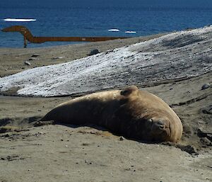 An elephant seal resting on the beach at Davis.