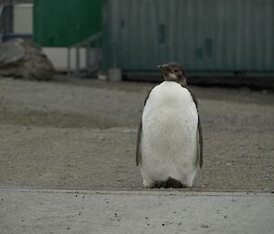 A moulting emperor penguin at Davis station.