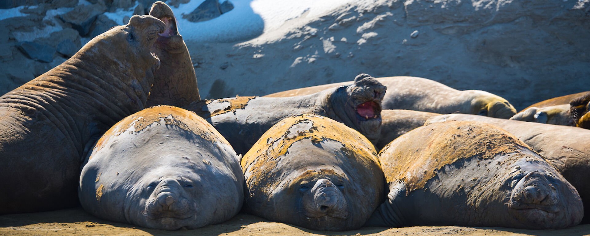 A group of elephant seals laying in the sun