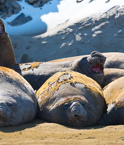 A group of elephant seals laying in the sun