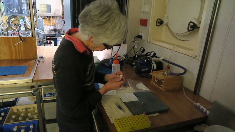 Pat Langhorne filters seawater samples for phytoplankton analyses on the Aurora Australis.