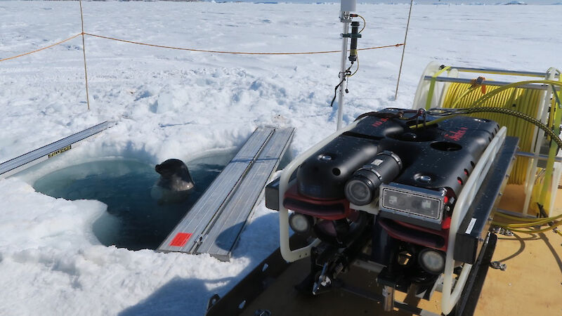 A Weddell seal visits the ROV hole.