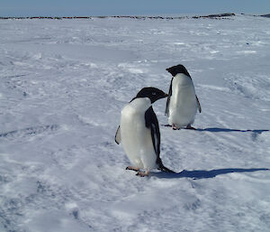 Two Adélie penguins visit the research site.