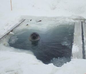 A Weddell seal in the ROV hole in the sea ice.
