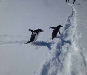 Two Adélie penguins on the ice