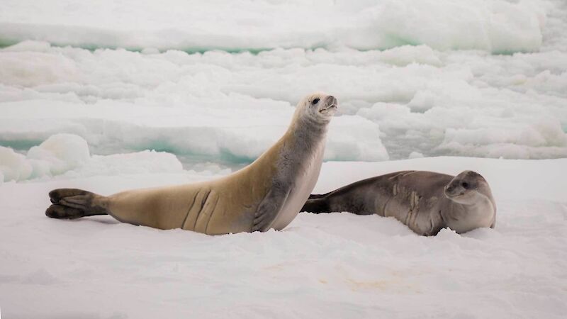 Two crabeater seals on the sea ice.