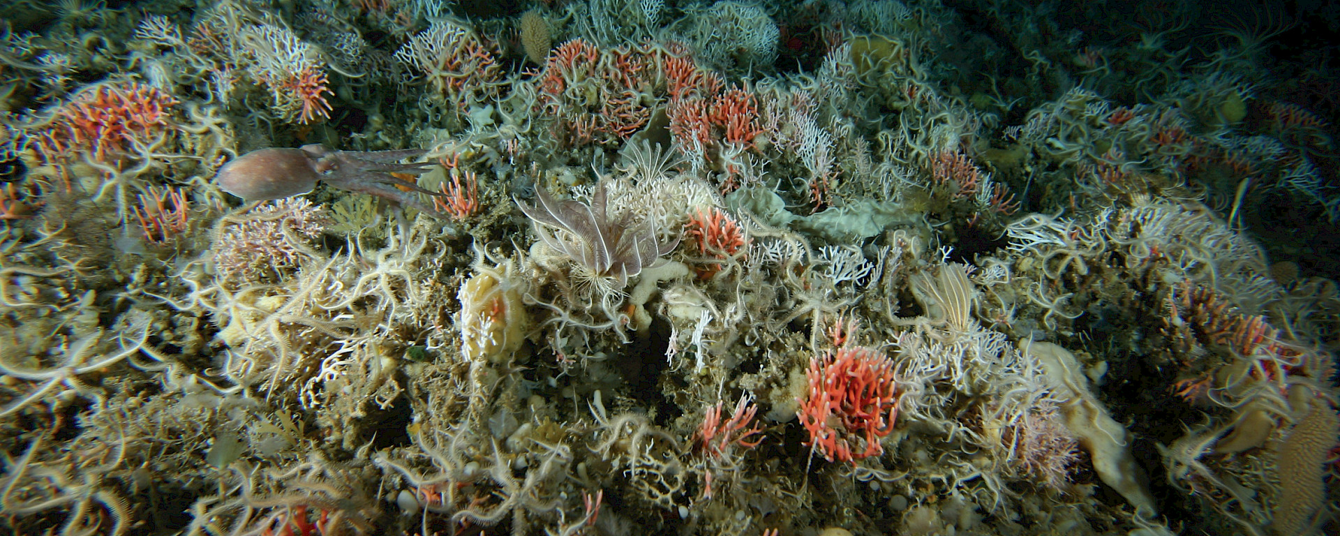 An octopus glides through an underwater garden of corals, sponges and starfish.